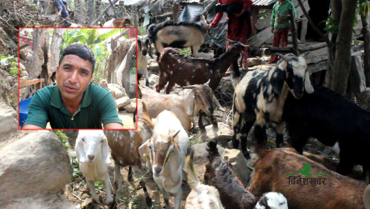 भारतमा भारी बोकेर कमाएको १० हजारले लाखौँ कमाउँदै कैलालीका धामी