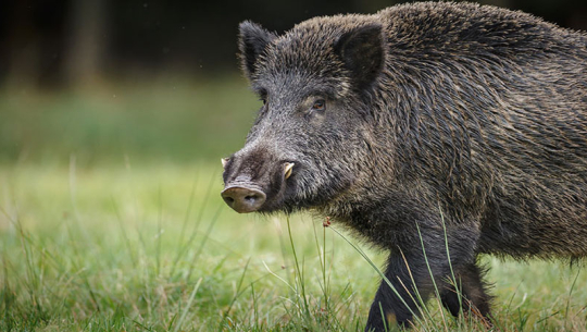 अछाममा जङ्गली जनावरको आक्रमणबाट मृत्यु भएका परिवारलाई १० लाख राहत 