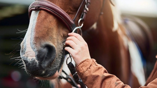 घोडासँग सम्बन्ध बनाउन थाले व्यक्ति, सीसीटीभीमार्फत् भयो खुलासा