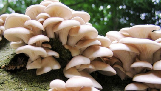 च्याउले धान्यो तरकारीको अभाव