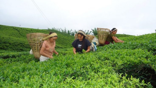 अब विश्व बजारमा ‘नेपाल टी’, १२ कम्पनीले लोगो पाउँदै