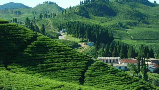 किसानलाई हरियो पत्तीको मूल्य दिन नसकेको भन्दै इलामका ५२ चिया कारखाना बन्द