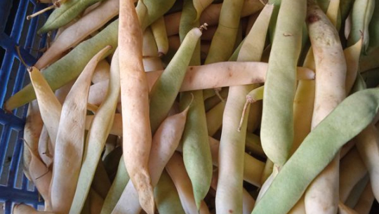 बाजुराको पाँडीका किसानलाई सिमी भित्र्याउने चटारो 