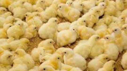 Kamala Bista earns Rs 3 lakh annually through chick farming in Kailali