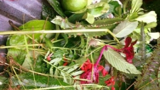 सुदूरमा हरेली संक्रान्ति