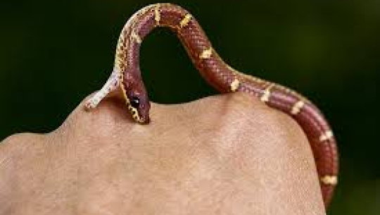 कञ्चनपुरमा सर्पको टोकाईबाट एक महिला घाइते 