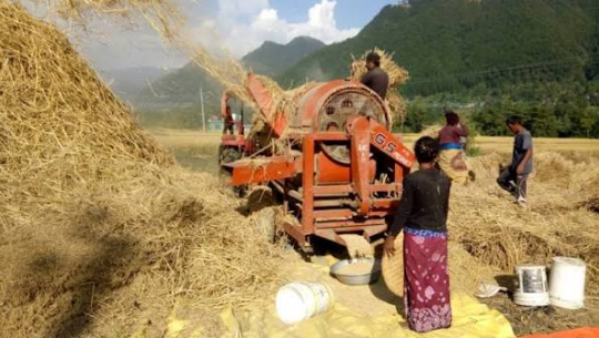 कैलालीमा थ्रेसर दुर्घटना: दोपट्टा बेरिँदा महिला गम्भीर घाइते