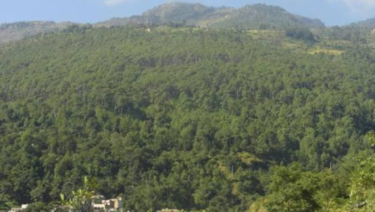 Community forests in Shuklaphanta boost income generation alongside conservation efforts