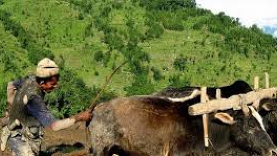 दीपावली र छठमा गरिब किसान र श्रमजीवीका लागि अवसर