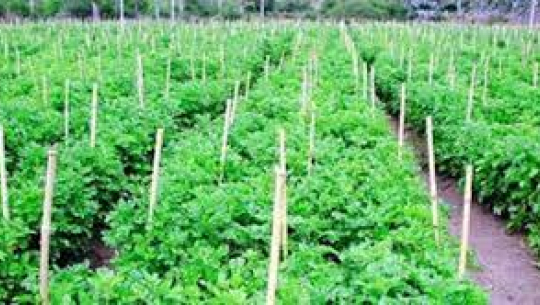 अनुदानमा तरकारीका बेर्ना