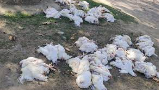 Illegal Boiler Chicken Seized in Belauri, Kanchanpur
