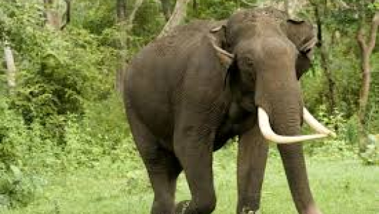 कञ्चनपुरमा जंगली हात्ती गाँउमा पस्दा ३० हजार बराबरको क्षती 