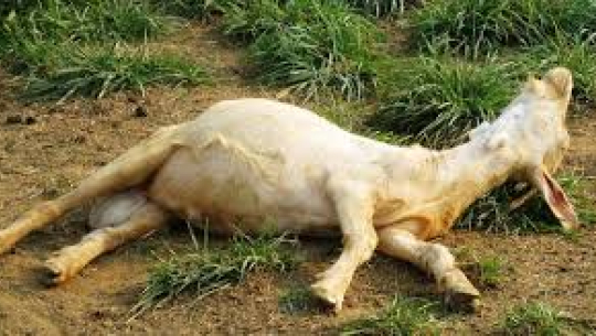 अज्ञात रोगका कारण बाख्रा मर्न थाले, तत्काल बाख्राको मासुन नखान सुझाव