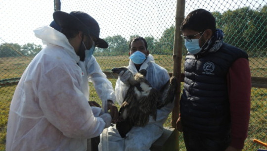 GPS devices being installed on vultures in Shuklaphanta National Park