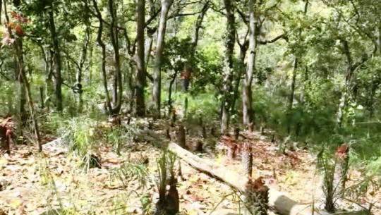 डडेल्धुरामा लकडाउनको मौका छोपेर वन फँडानी