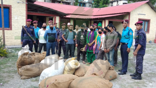 बाजुरामा तस्करी हुन लागेको जडिबुटी सहित १४ जना नियन्त्रणमा
