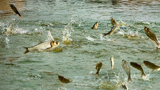 बझाङमा जलचर प्राणीहरु नासिँदै