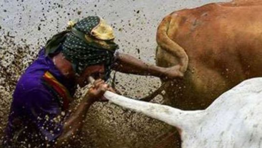 पुच्छरमा टोकेर गाई दौडाउँने अनौठो पर्व !