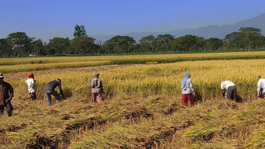 कैलालीमा चैते धान उत्पादन वृद्धि