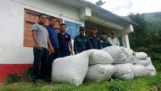 दार्चुलामा बरामद भएको ३५० किलो झ्याउ ।