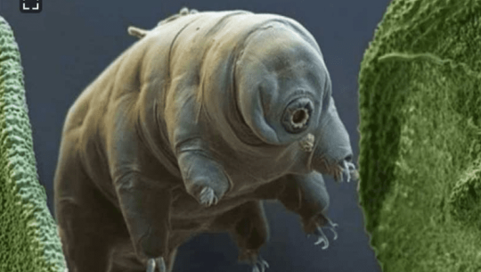 केहि नखाई ३० वर्षसम्म बाँच्न सक्ने जीव !