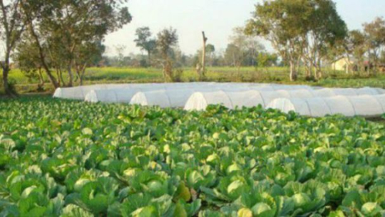 कोभिड प्रभावितलाई कृषि क्षेत्र उत्थान परियोजना