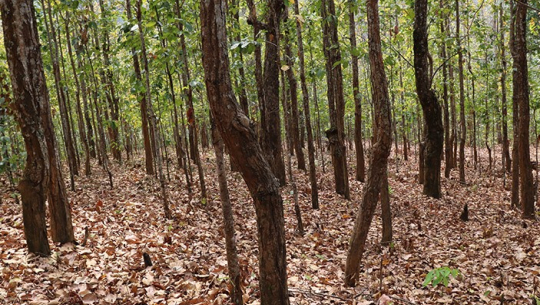 मंगलवार हराएका दुई किशोरी सकुशल जंगलमा भेटिए