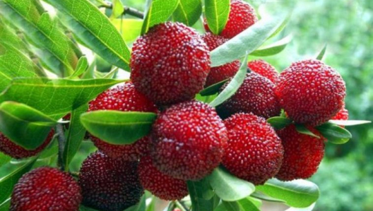 डोटीका बालबालिकाको आम्दानीको माध्यम बन्दै काफल