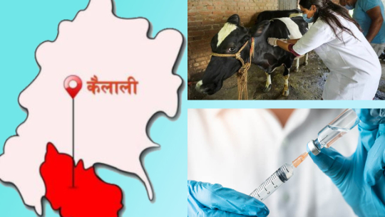 कैलालीमा तीन लाख ८३ हजार पशु चौपायालाई खोप