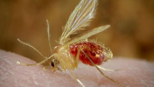 बाजुरामा कालाजारका बिरामी भेटिए