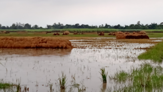 धानमा क्षति बेहोरेका किसानलाई सरकारले ६५ प्रतिशतसम्म राहत दिने