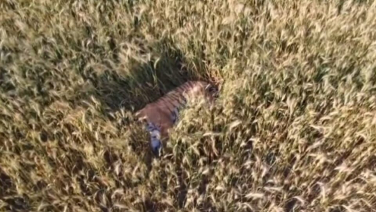 कञ्चनपुरमा गहुँ खेतमा देखिन थाल्यो बाघ