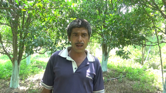 कोरीयामा १० जनाले कमाउने धन सुन्तला खेतीबाट निगालीमै कमाउछु (भिडियो रिर्पोट)