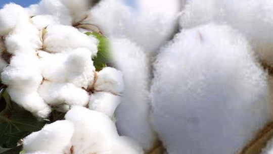 चार करोडको कपास थन्कियो