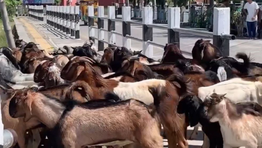 डडेल्धुराका खसी–बोका महेन्द्रनगरमा