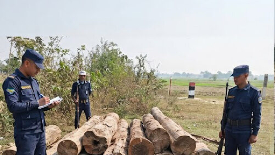 कञ्चनपुरमा ६ सय क्युबिक फिट सालको काठ बरामद