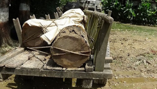 कैलालीमा हतियार र काठसहित दुई जना पक्राउ
