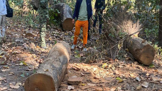 Illegal timber seized from Kanchanpur.