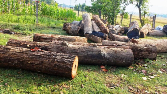 कञ्चनपुरमा एउटा समिलबाट ९ वटा सालका गोलिया बरामद