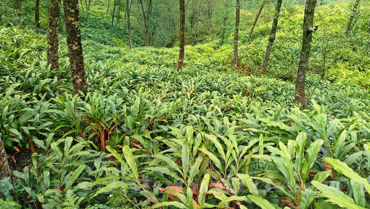 चाडपर्वका वेला किसानलाई अलैँची थन्क्याउने चटारो