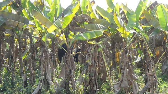 २० लाख अनुदान पाएपछि सुरु गरिएको केरा खेती र माछापालन अलपत्र