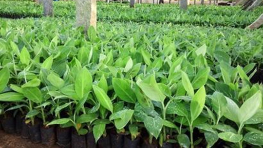 केराखेती प्रवद्र्धन गर्न कृष्णपुरका किसानलाई अनुदानमा बिरुवा