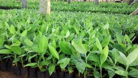 Krishnapur municipality to provide banana seedlings at 50 percent subsidy to promote commercial farming
