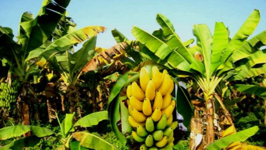 Former foreign worker Mohan Rana thrives in commercial banana farming in Kanchanpur