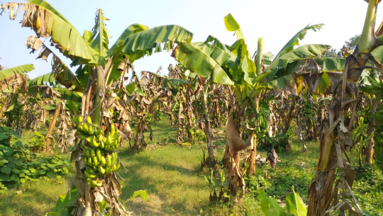 केरामा देखिएको रोग नियन्त्रण गर्न माग