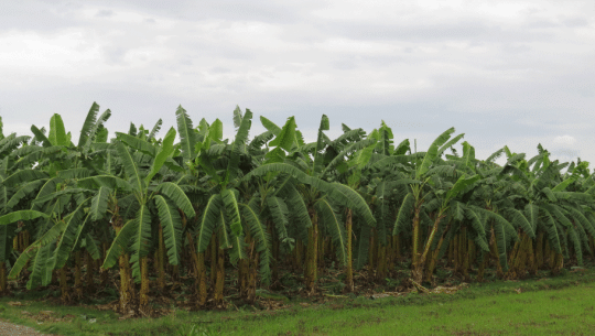 कैलालीमा केराको थामबाट रेसा उत्पादन