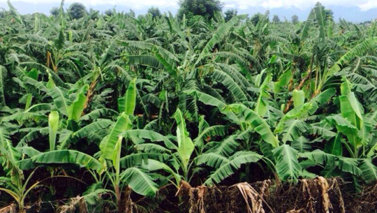 झाडी फाँडेर केरा खेती