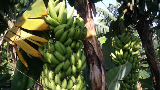 फाइल फोटो