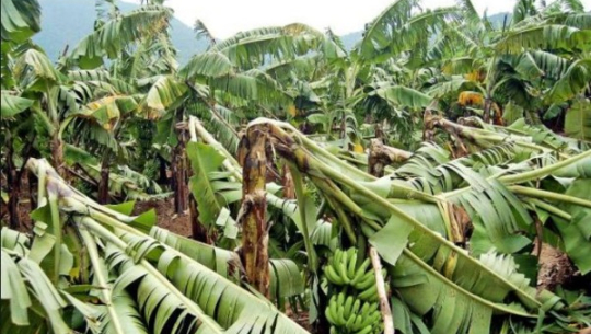 हावाहुरीले केराखेतीमा नोक्सानी