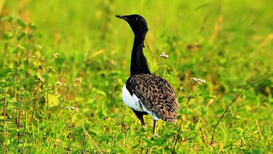 कञ्चनपुरको शुक्लाफाँटामा खरमजुरको गणना र अनुगमन हुँदै